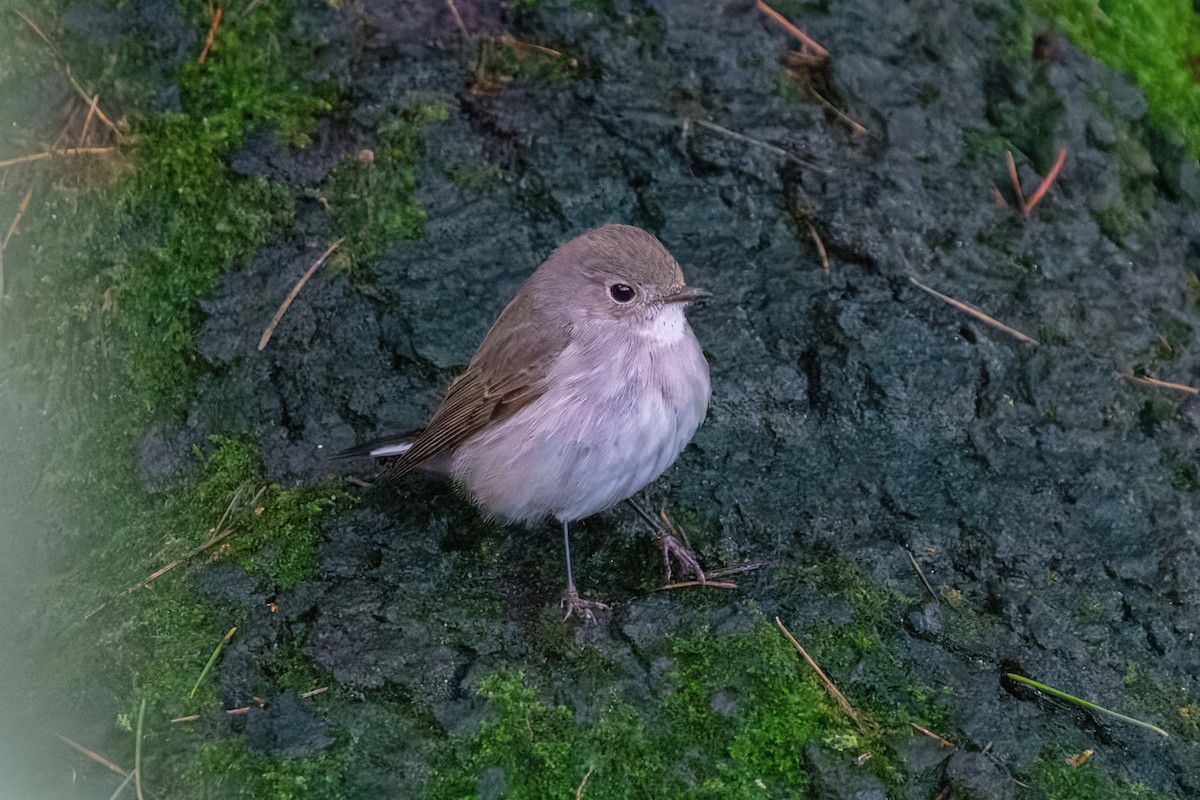 Taiga Flycatcher - ML647941848