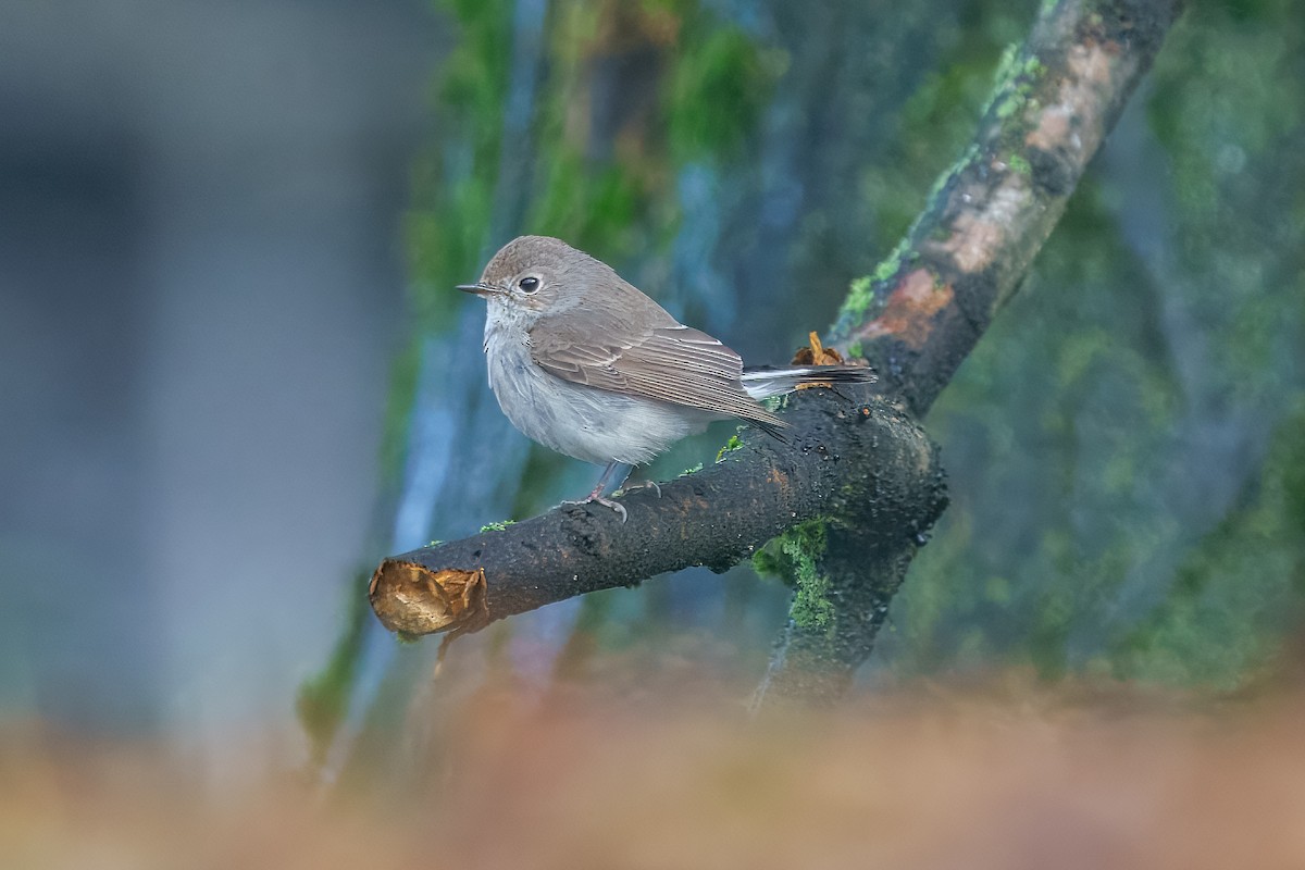 Taiga Flycatcher - ML647941849