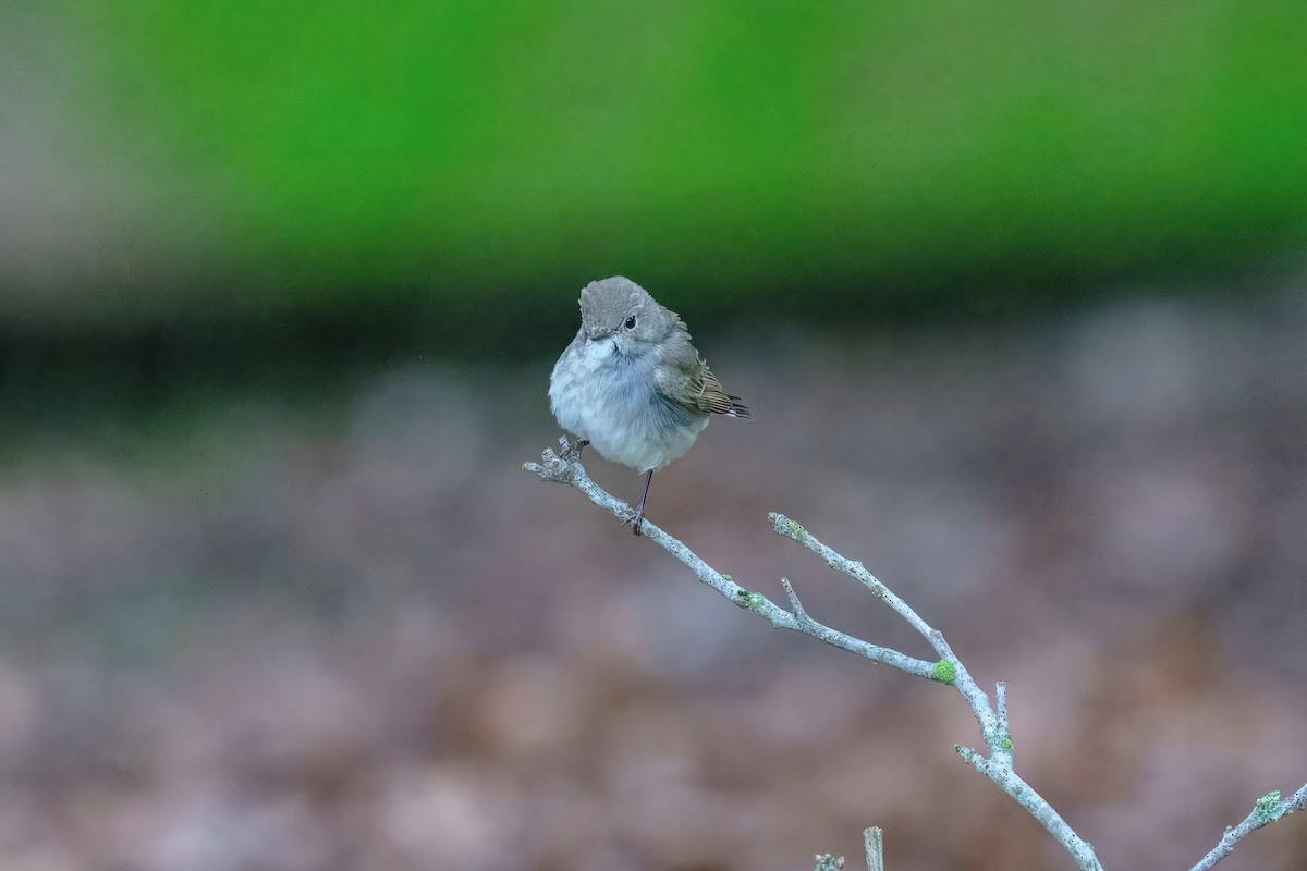 Taiga Flycatcher - ML647941850