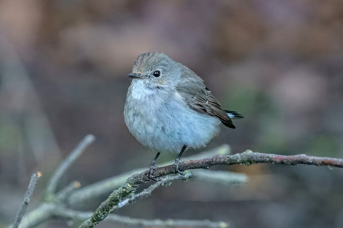 Taiga Flycatcher - ML647941881