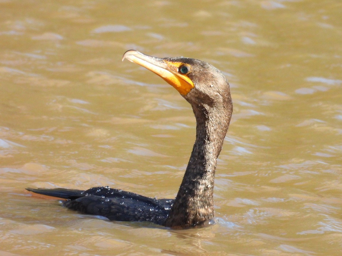 Ohrenscharbe - ML647942419