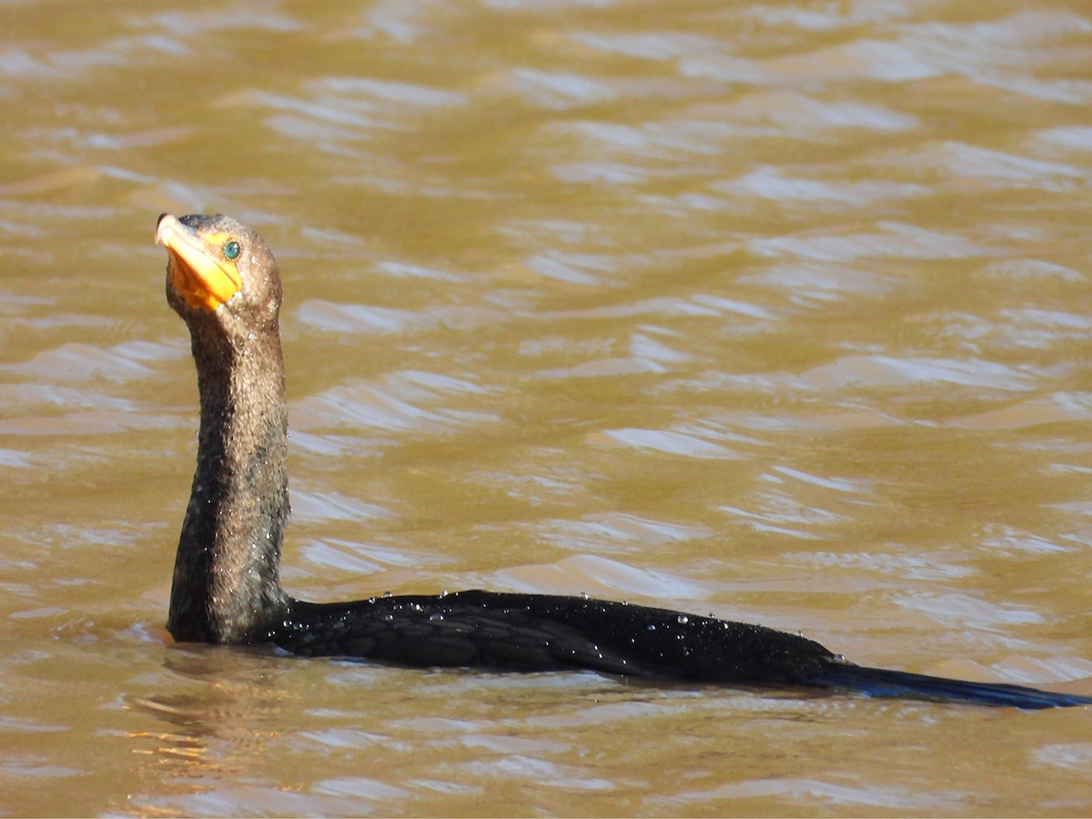 Ohrenscharbe - ML647942420