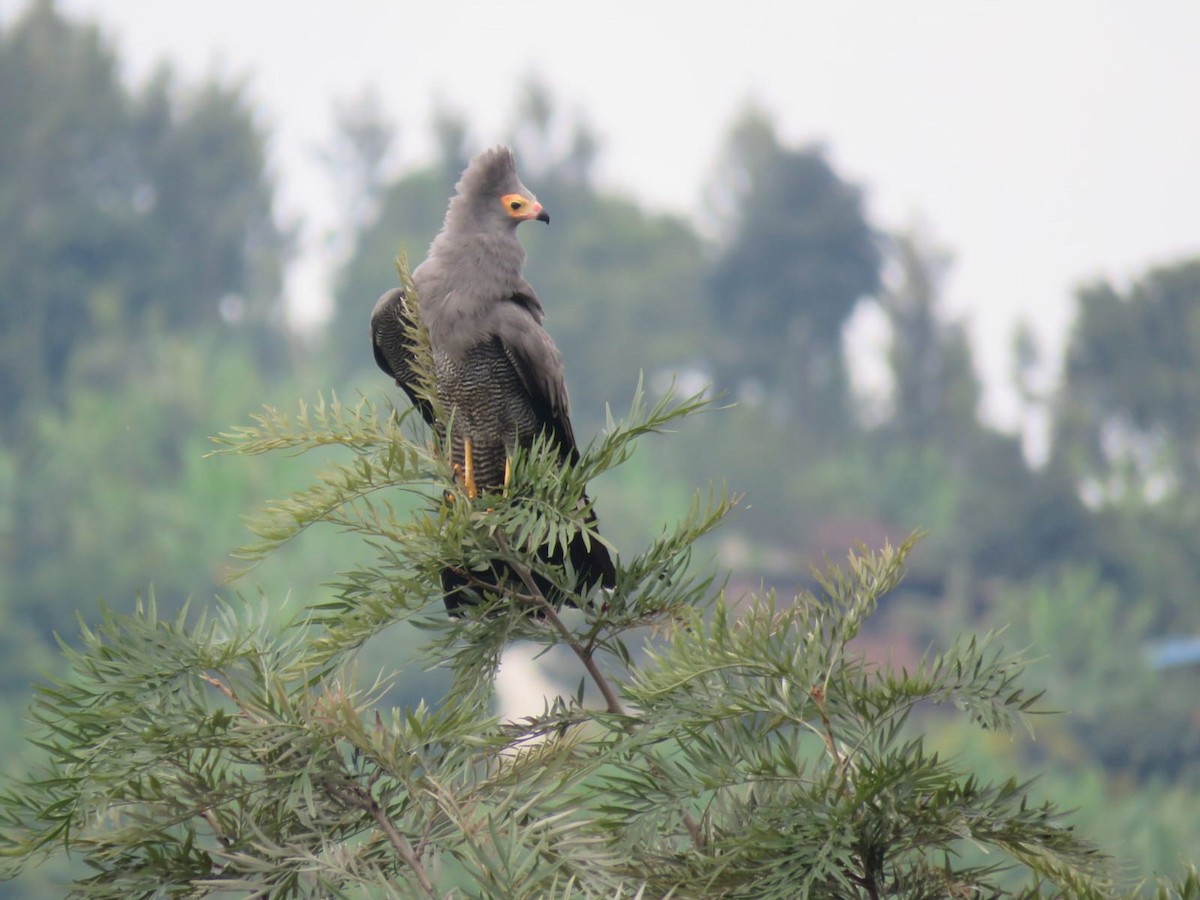 African Harrier-Hawk - ML647942767
