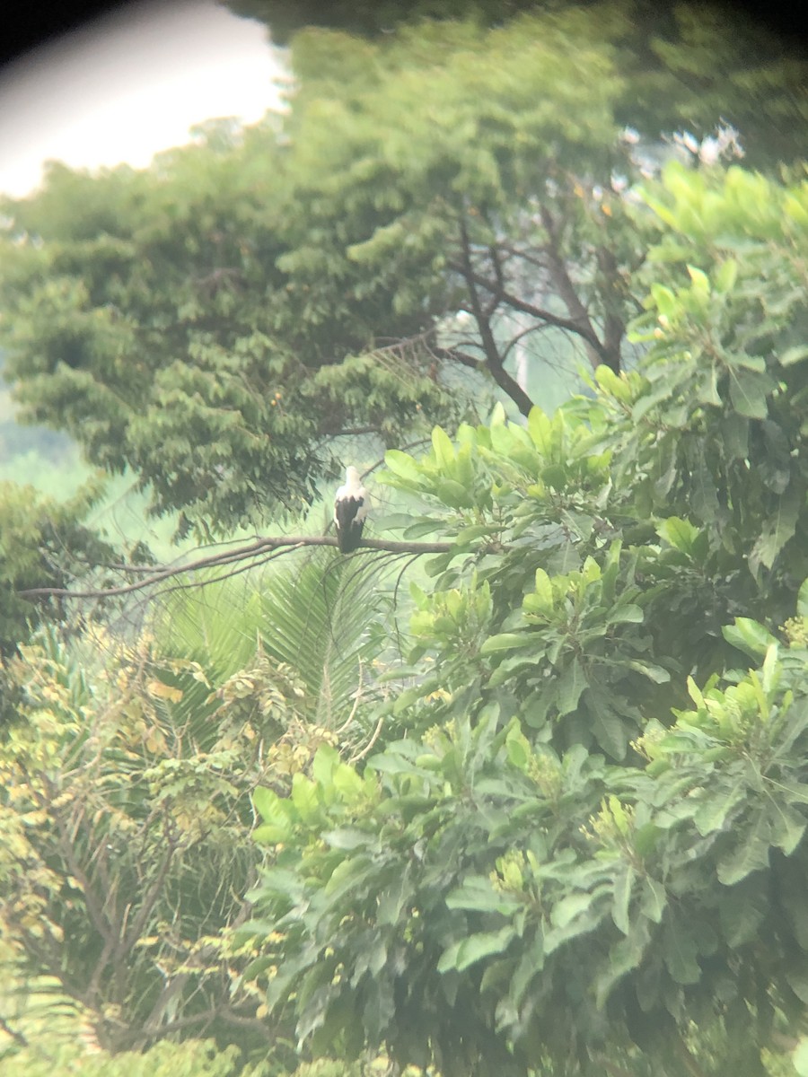 Palm-nut Vulture - ML647942778