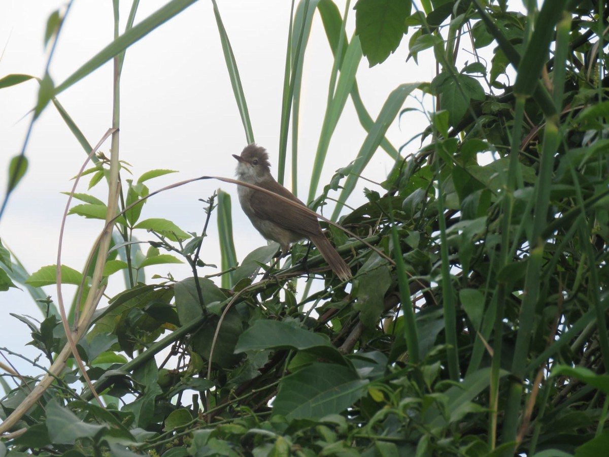 Lesser Swamp Warbler - ML647942814