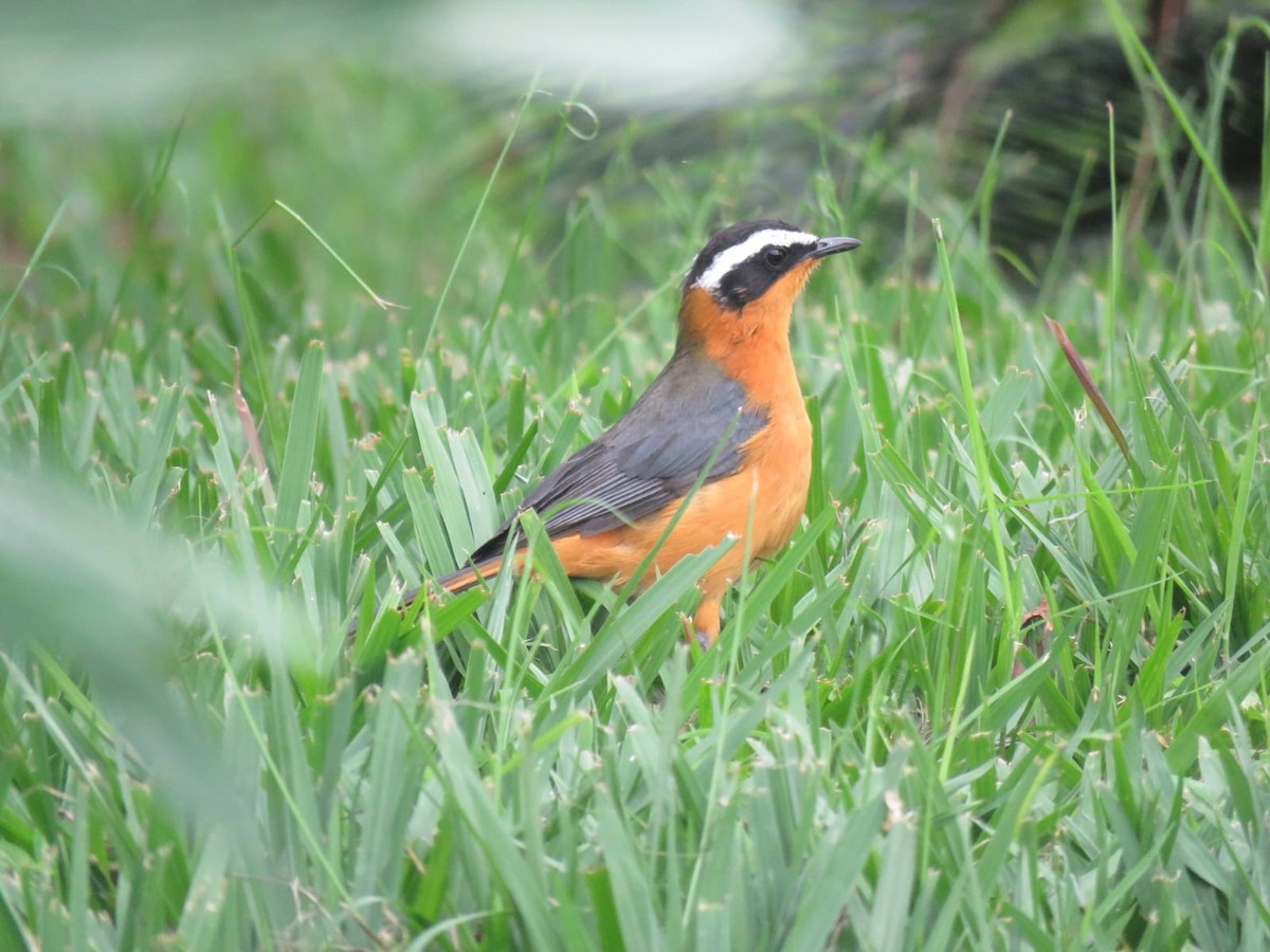 White-browed Robin-Chat - ML647942830