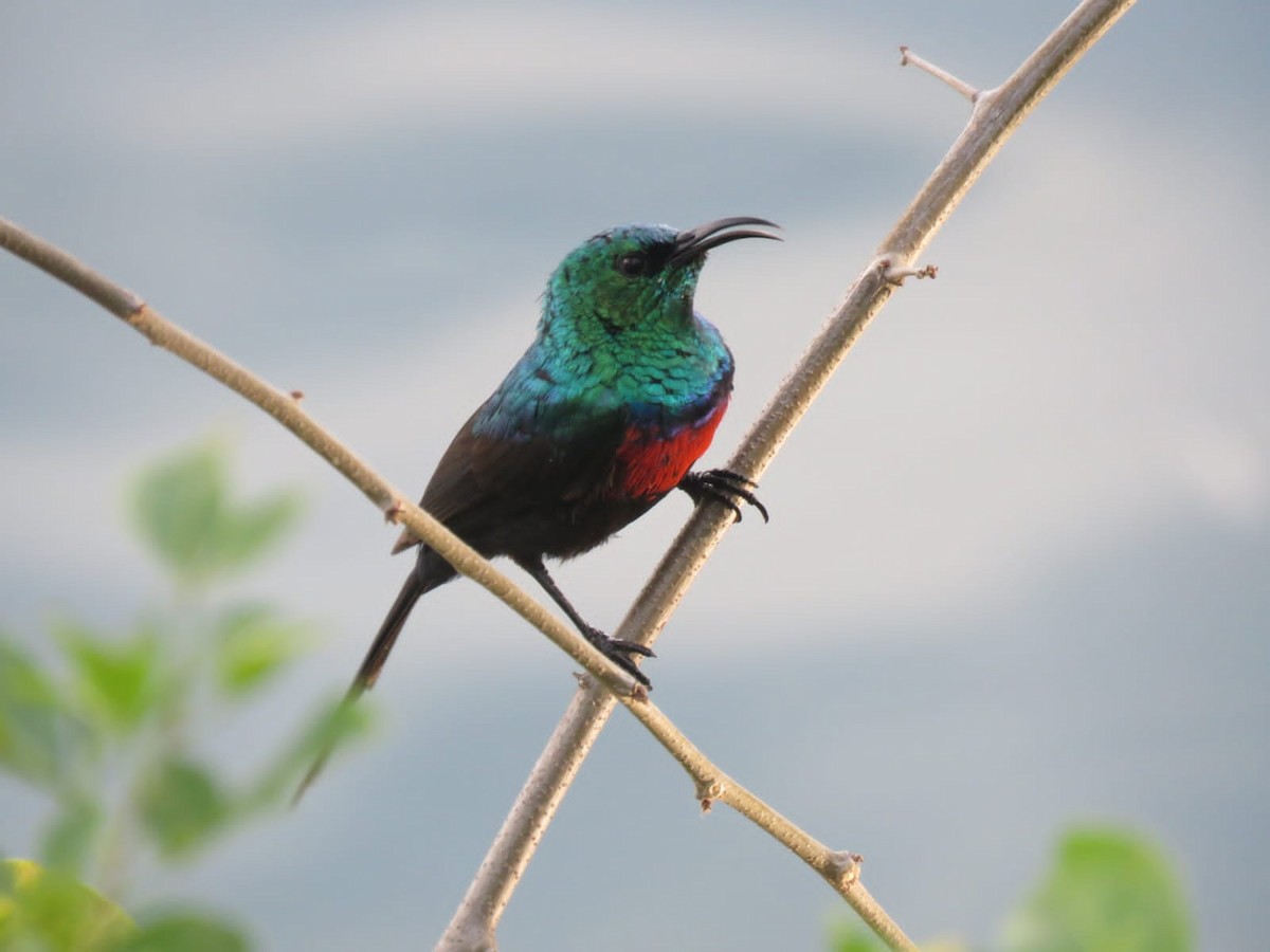 Red-chested Sunbird - ML647942849