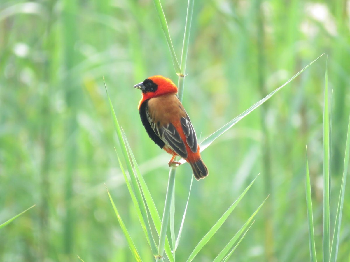 Southern Red Bishop - ML647942868