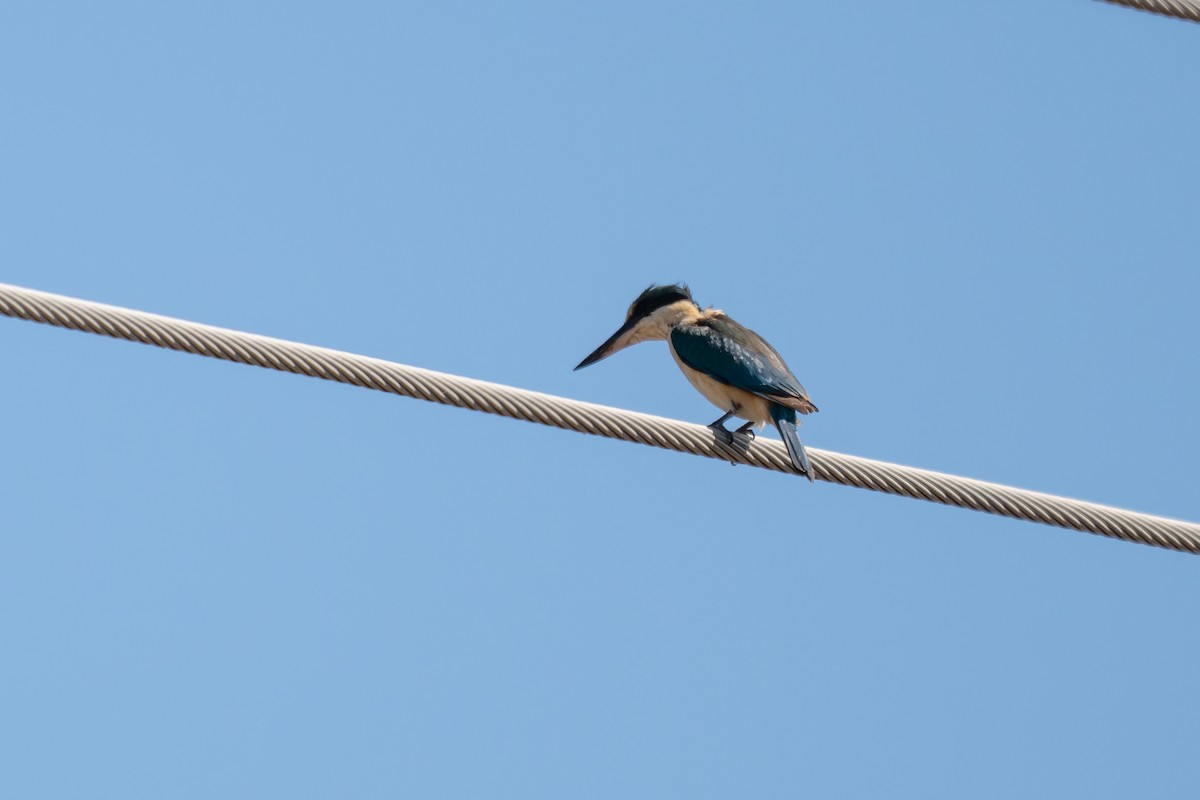 Sacred Kingfisher - ML647943894