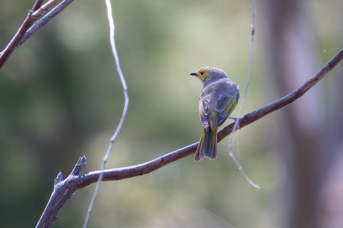 White-plumed Honeyeater - ML647943904