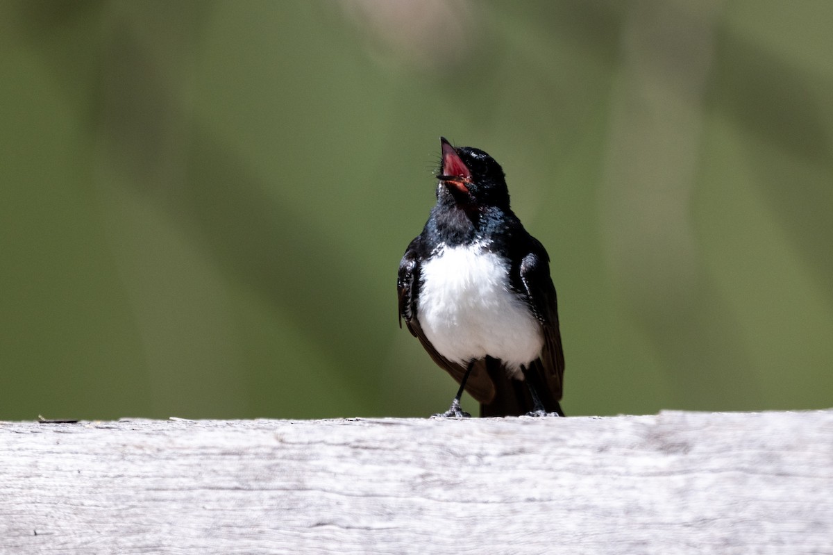 Willie-wagtail - ML647943905