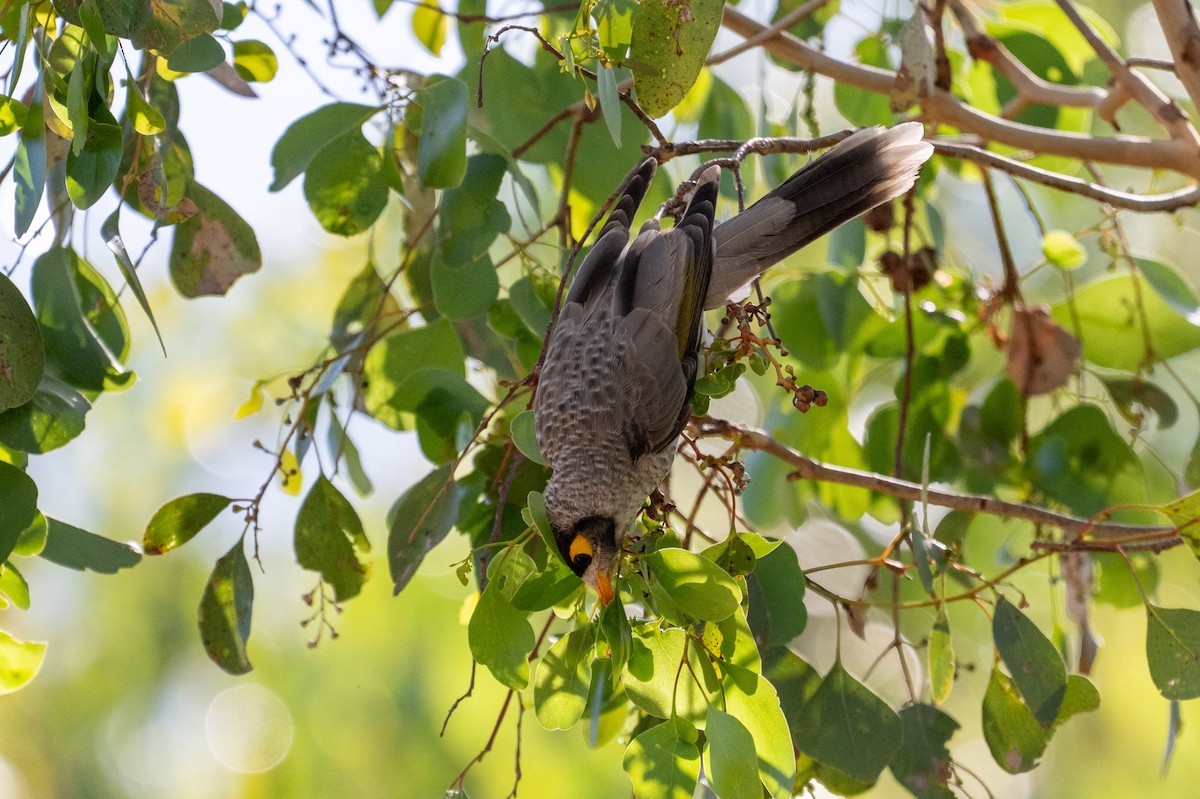 Noisy Miner - ML647943947