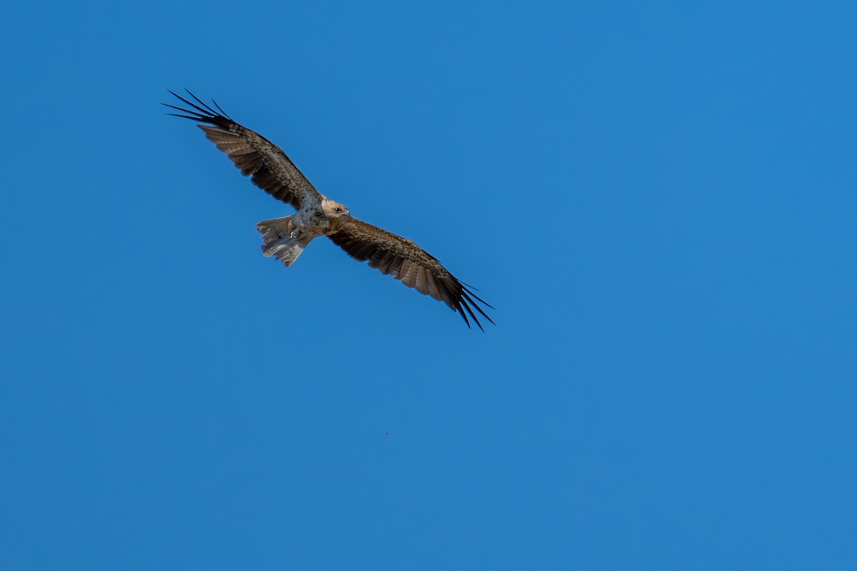 Whistling Kite - ML647943952