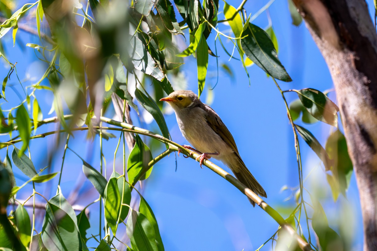 White-plumed Honeyeater - ML647943957