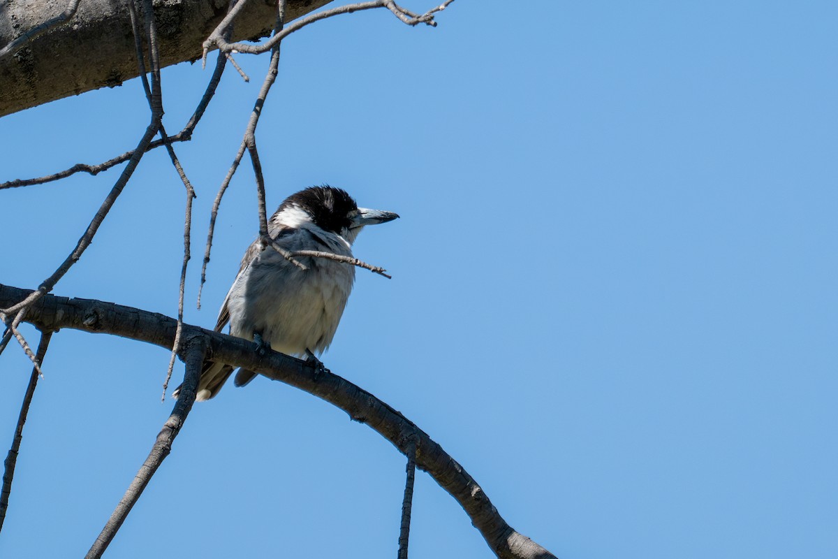 Gray Butcherbird - ML647943959