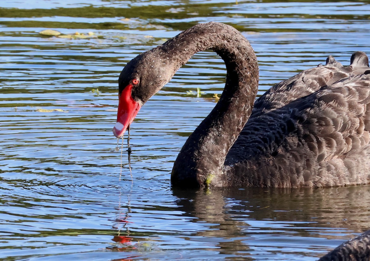 Cygne noir - ML647944250