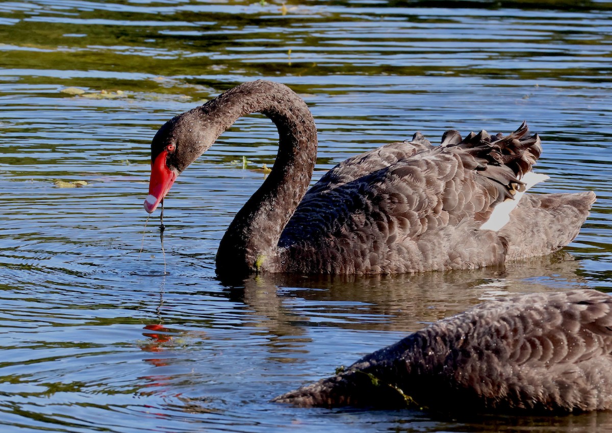 Cygne noir - ML647944251