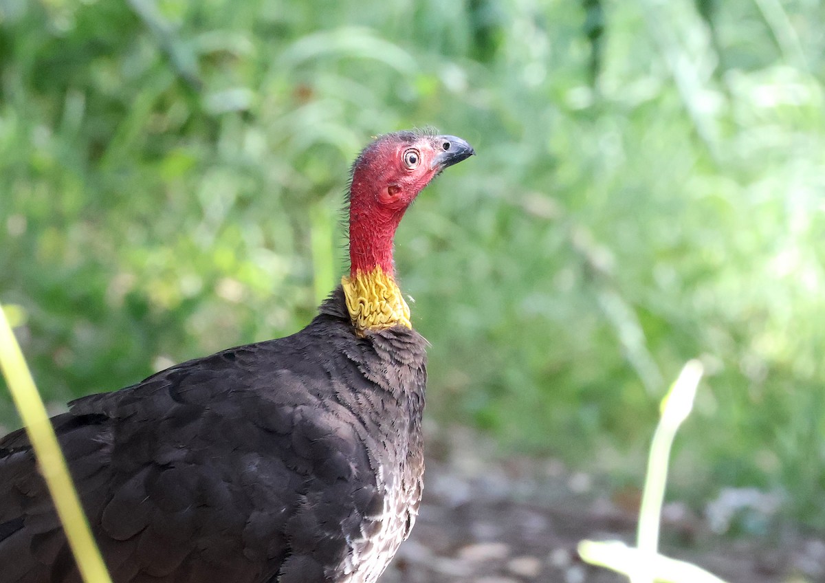 Talégalle de Latham - ML647944257