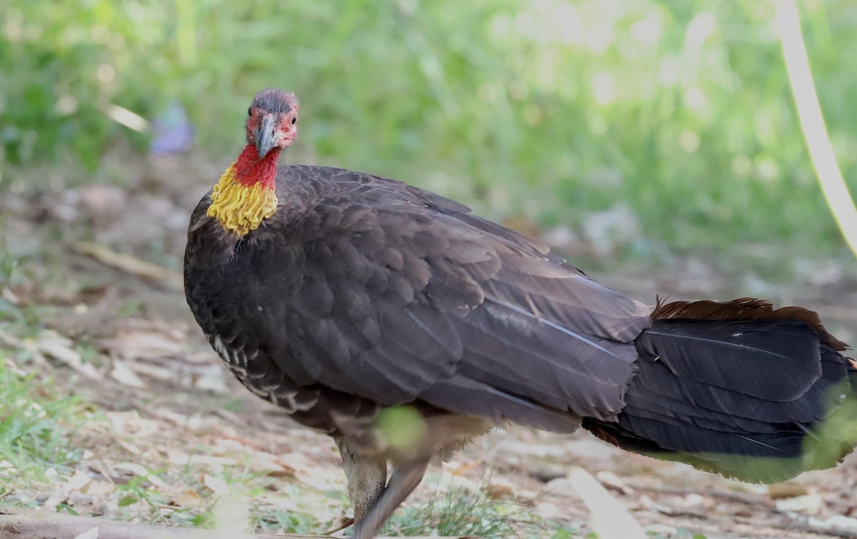 Talégalle de Latham - ML647944258