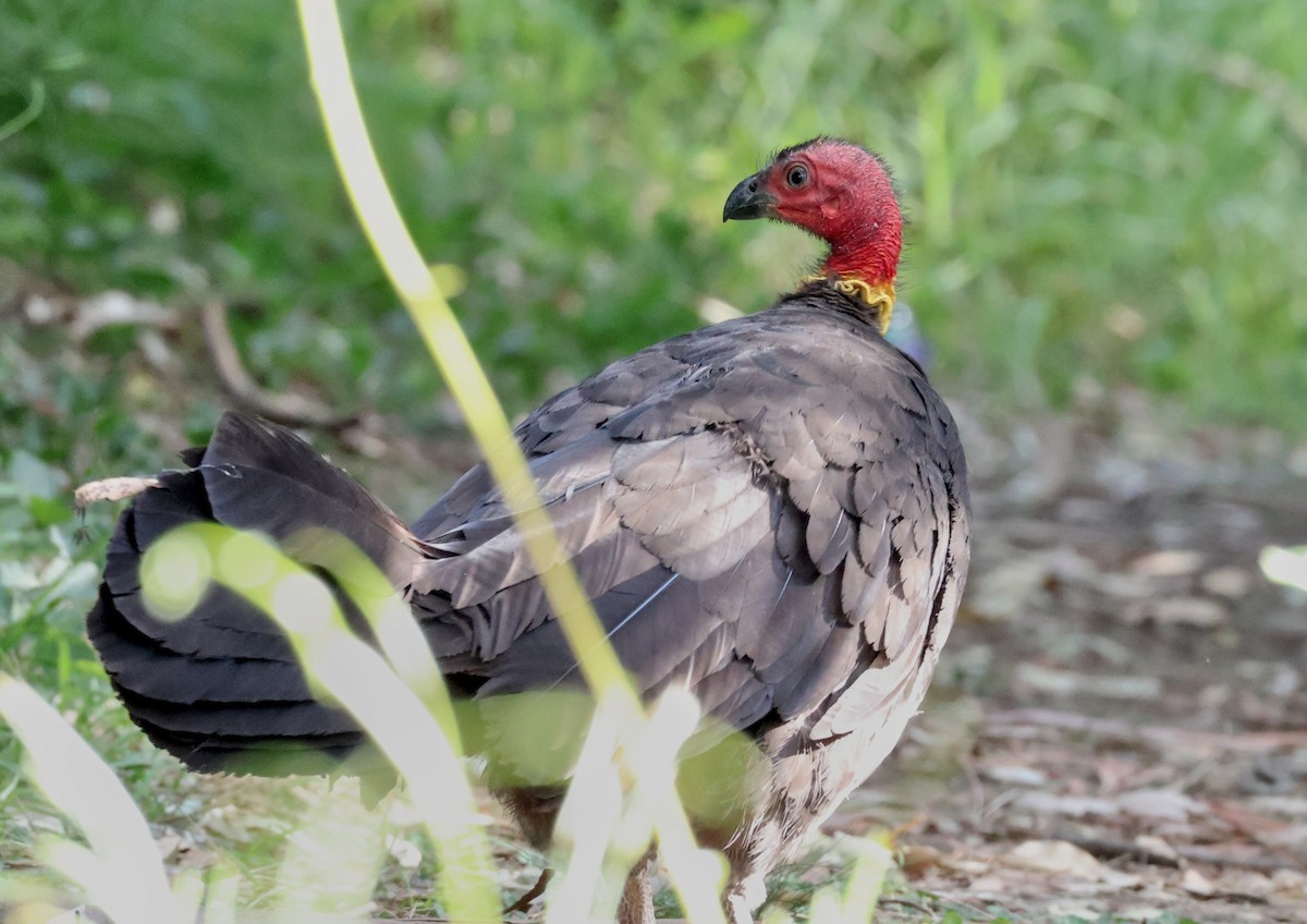 Talégalle de Latham - ML647944259