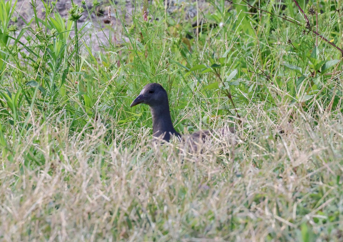 Gallinule sombre - ML647944263