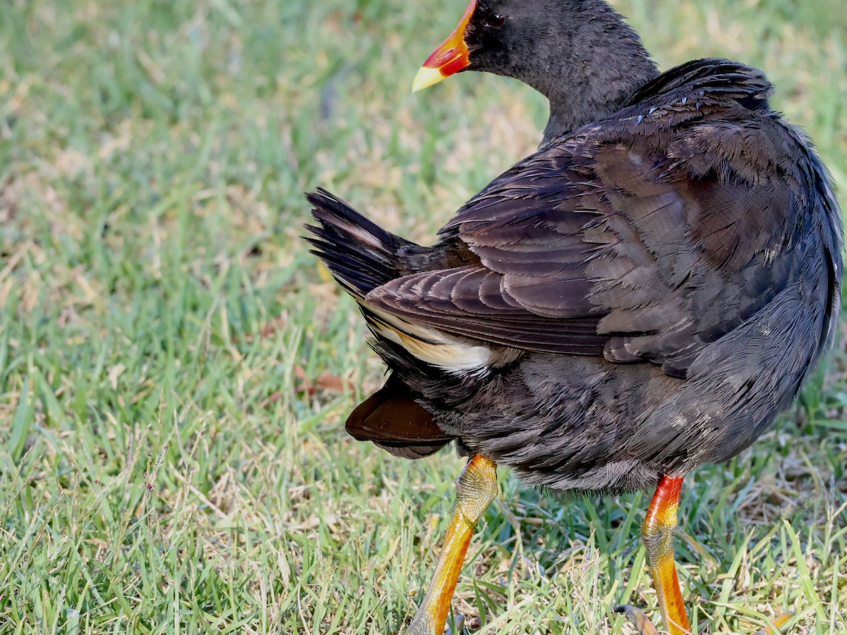 Gallinule sombre - ML647944264