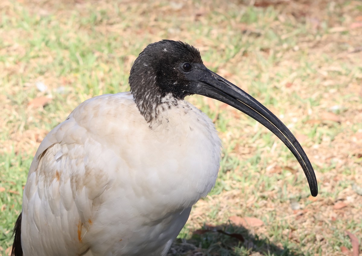 Ibis à cou noir - ML647944281