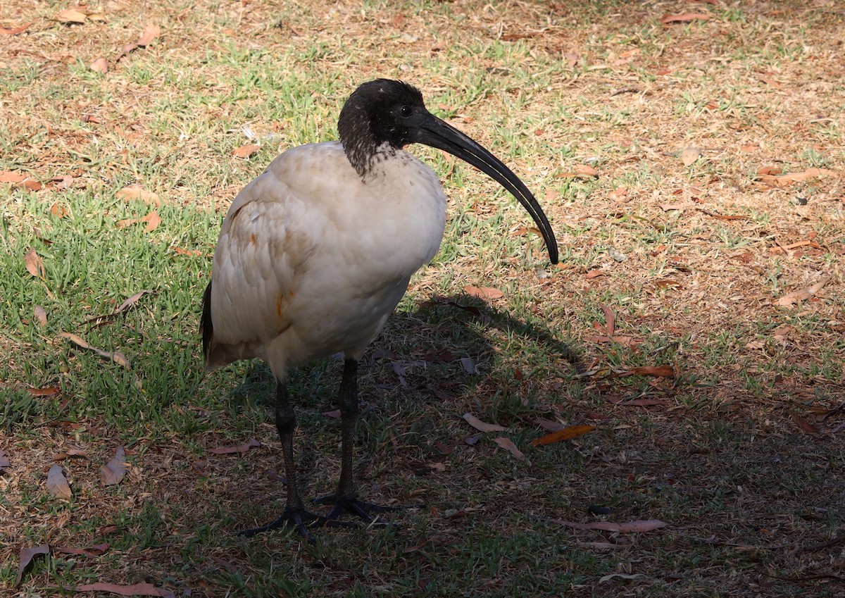 Ibis à cou noir - ML647944282