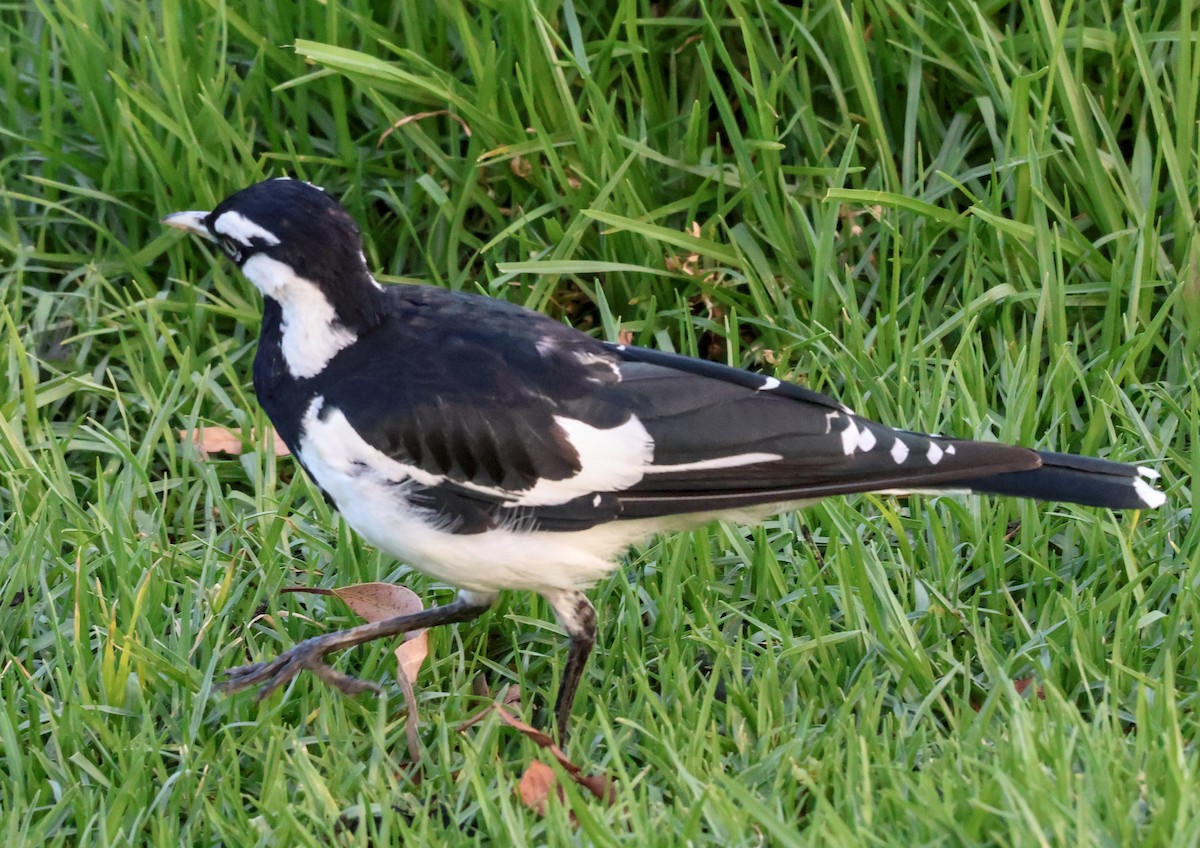 Gralline pie - ML647944285