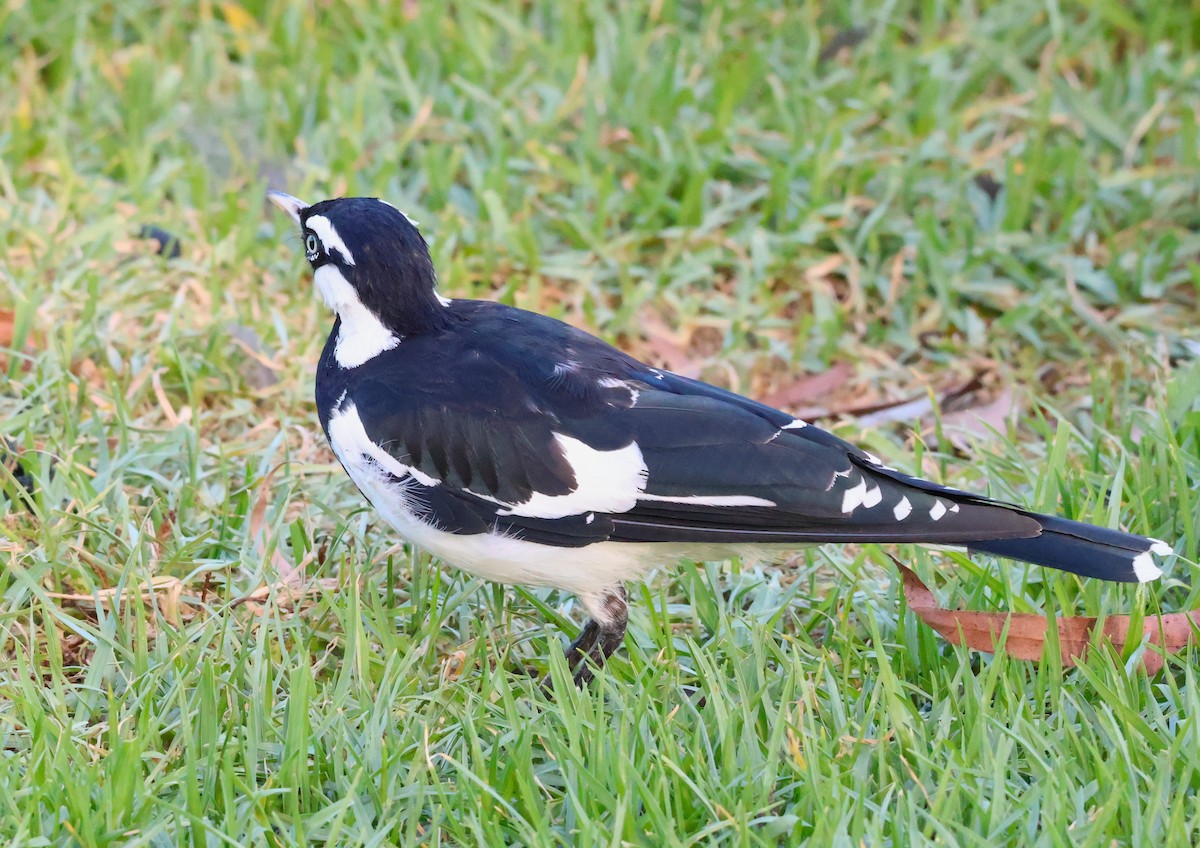 Gralline pie - ML647944286