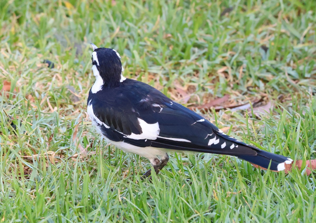 Gralline pie - ML647944287