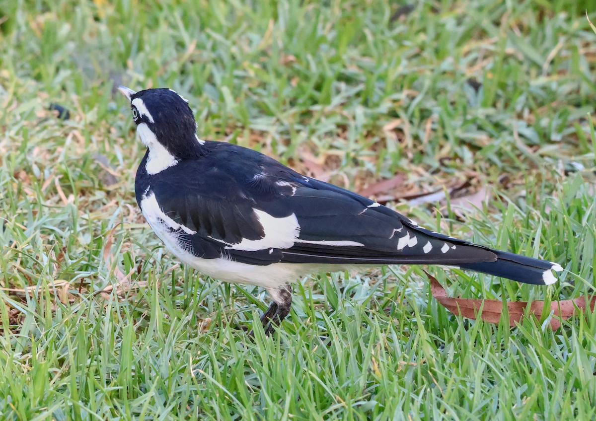 Gralline pie - ML647944288