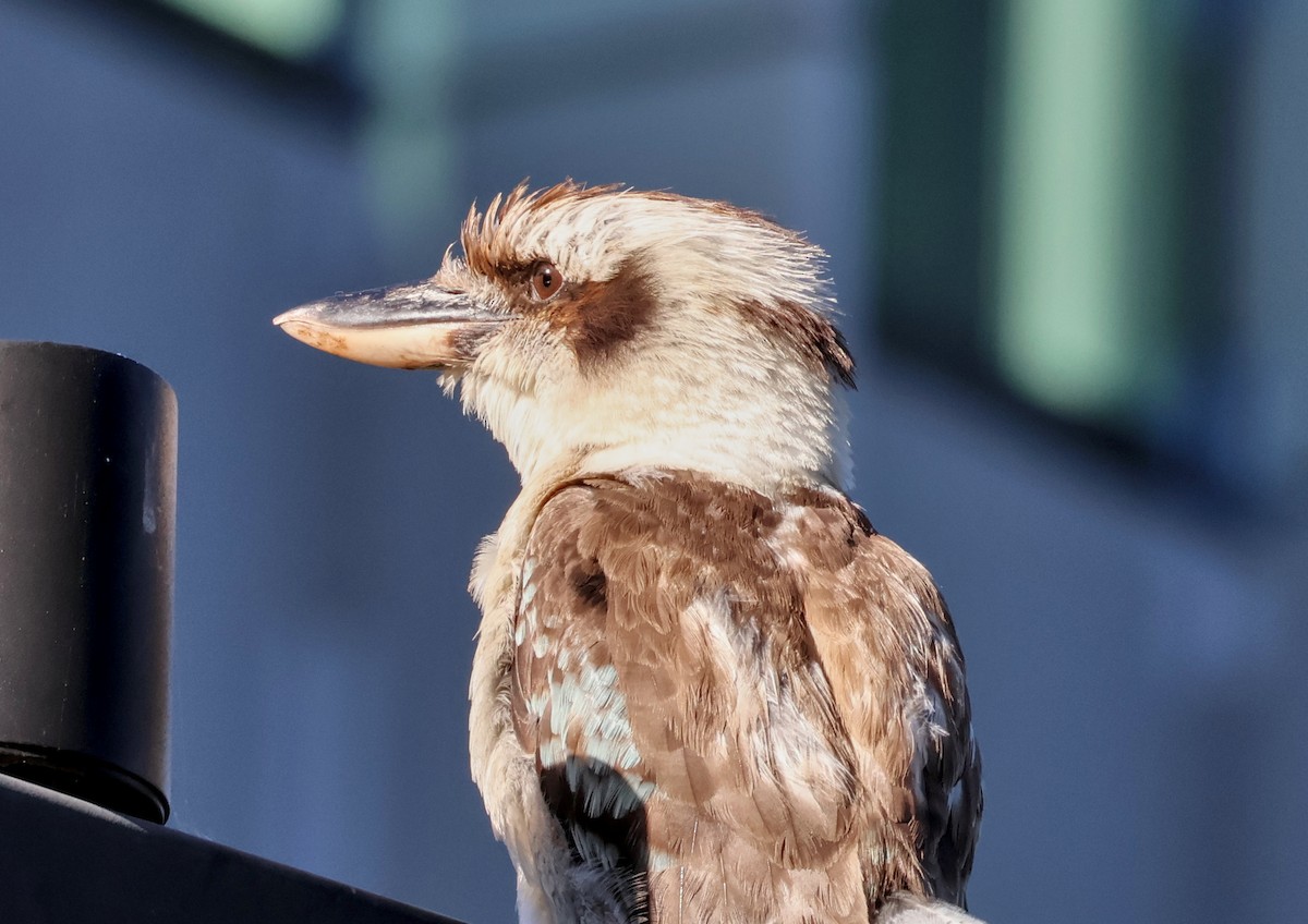 Martin-chasseur géant - ML647944295