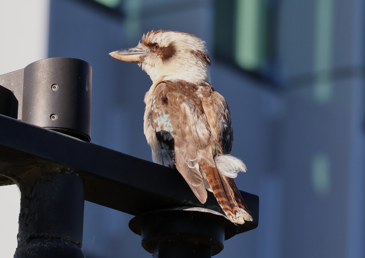 Martin-chasseur géant - ML647944296