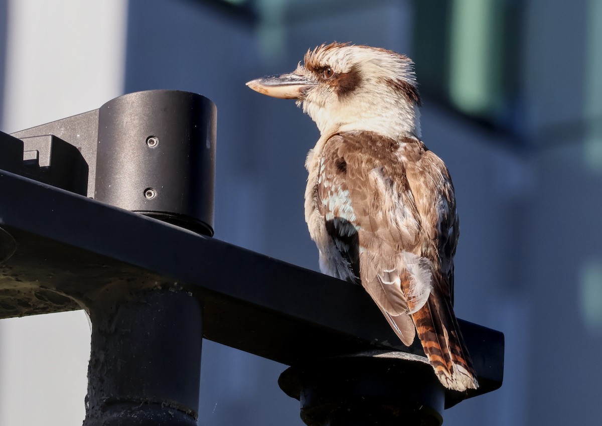 Martin-chasseur géant - ML647944297
