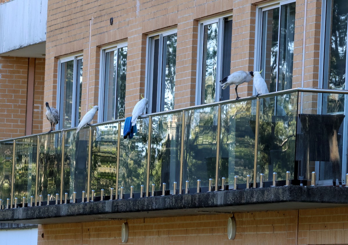 Cacatoès à huppe jaune - ML647944305