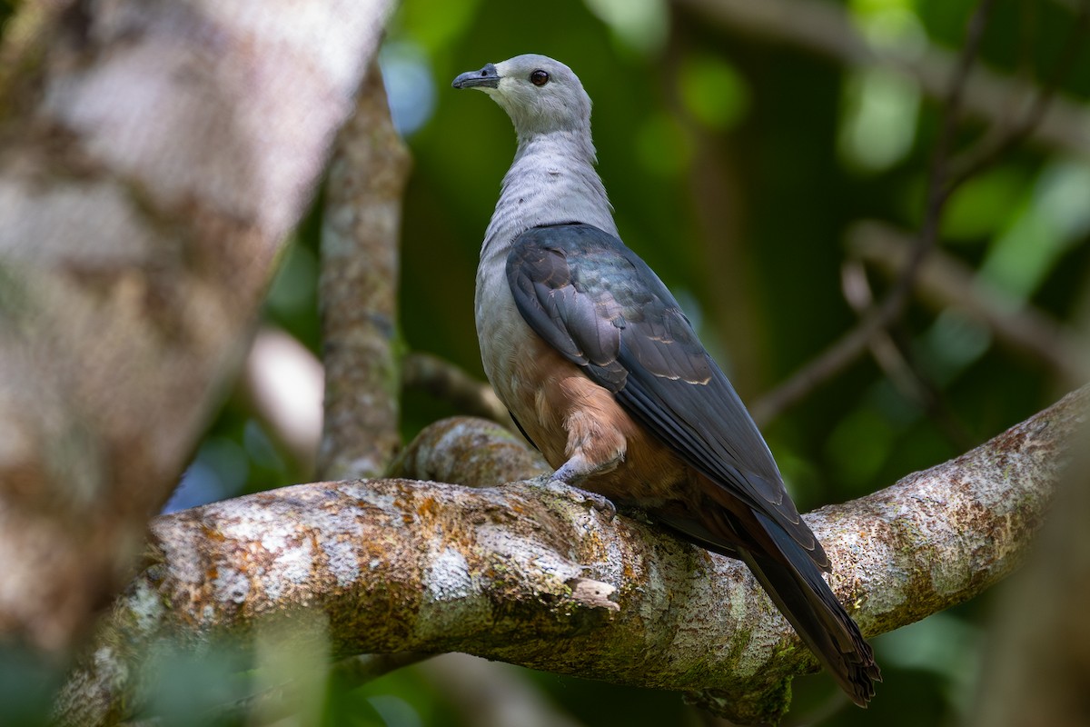 Micronesian Imperial-Pigeon - ML647944439