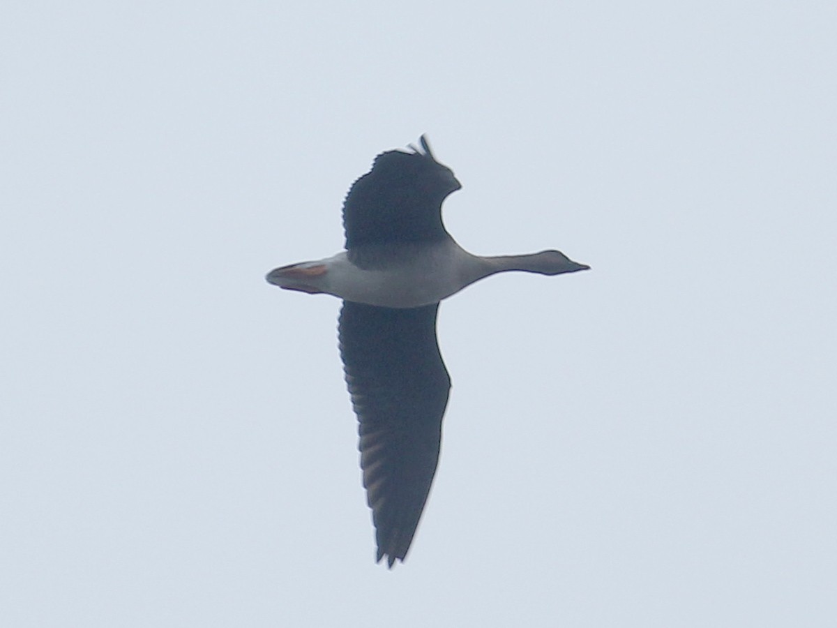Tundra Bean-Goose - Adrien Mauss