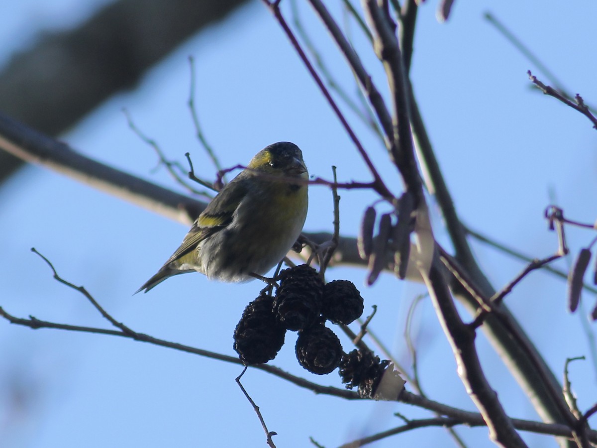 čížek lesní - ML647944570