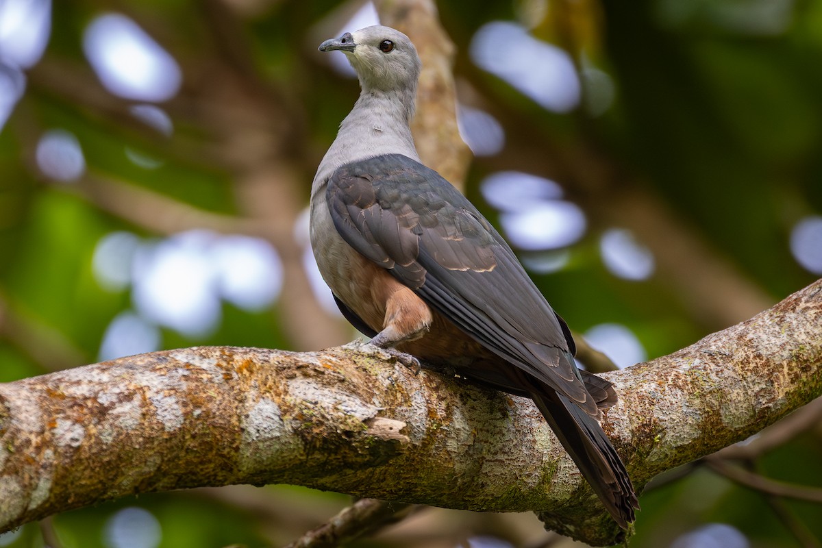 Micronesian Imperial-Pigeon - ML647944786