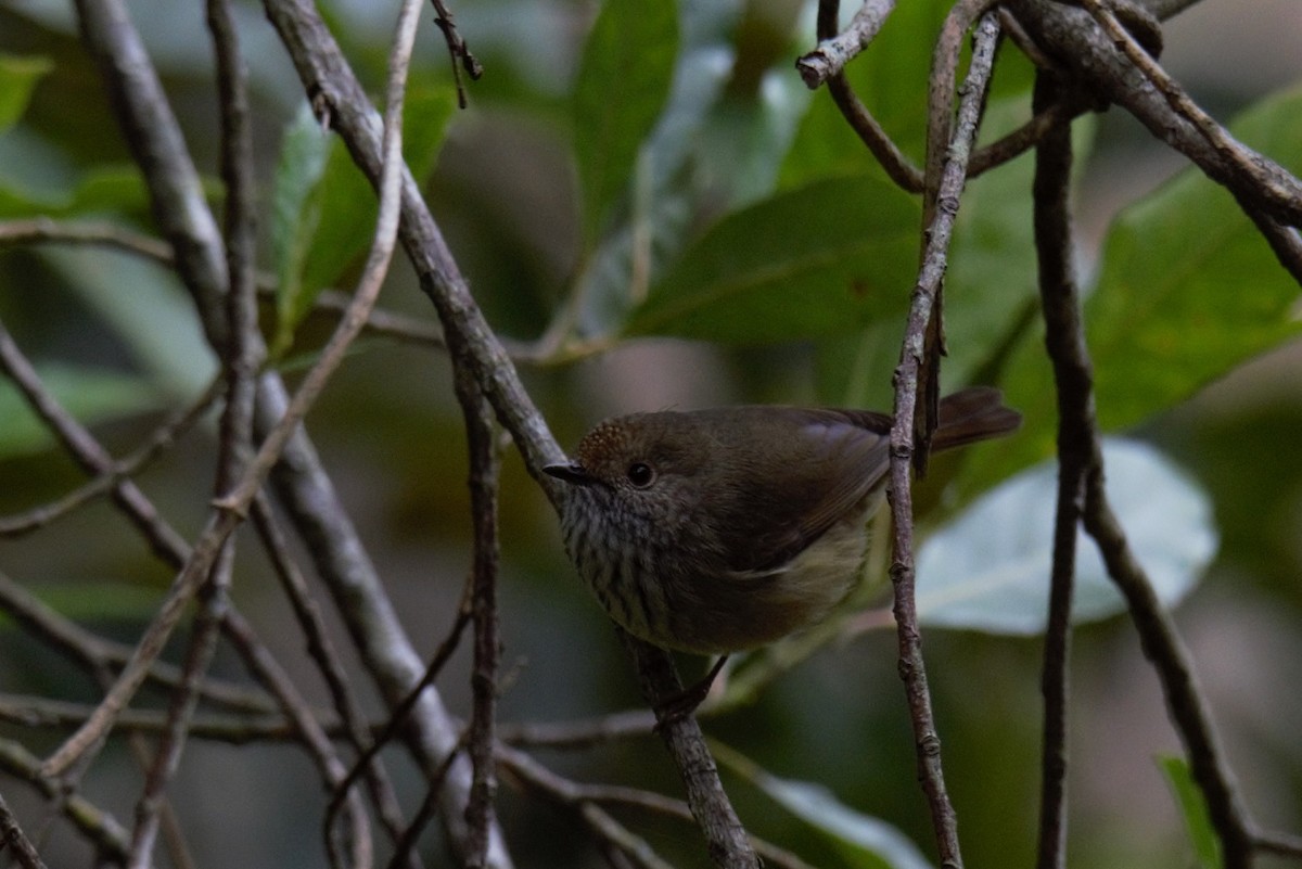 Brown Thornbill - ML64794491