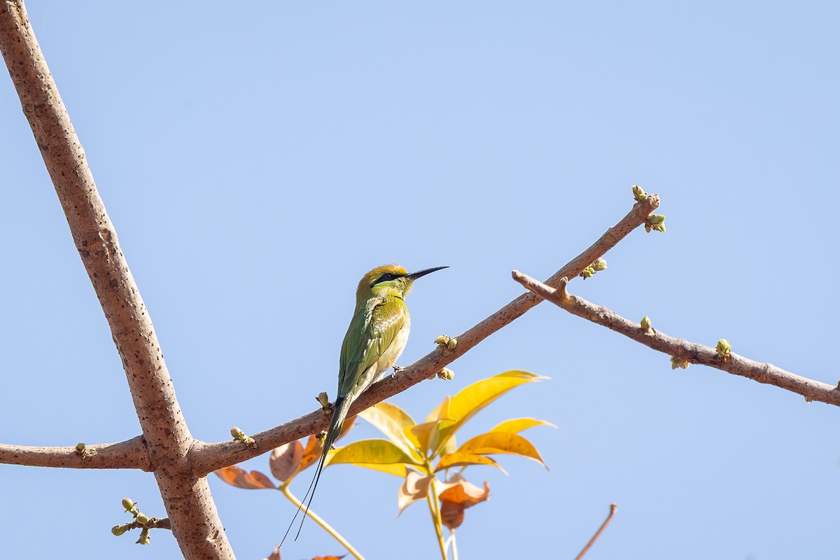African Green Bee-eater - ML647947019