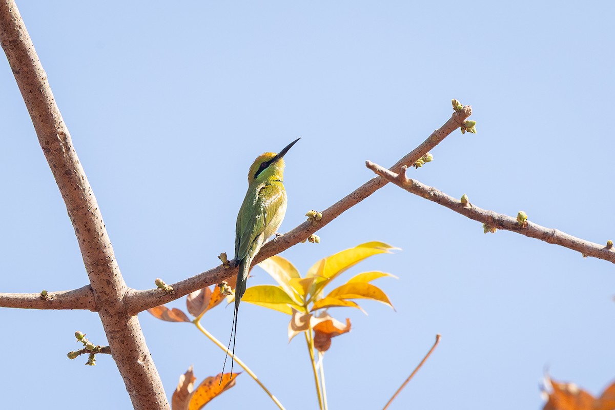 African Green Bee-eater - ML647947020