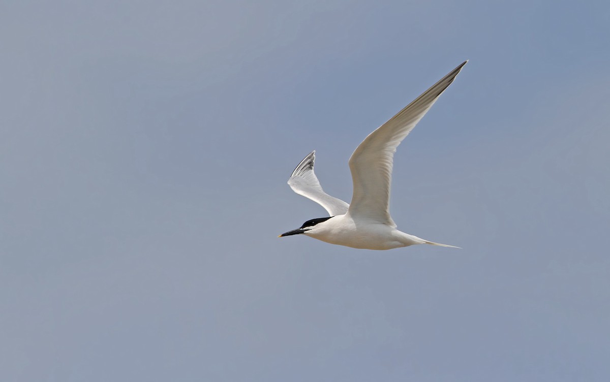 Sandwich Tern (Eurasian) - Christoph Moning