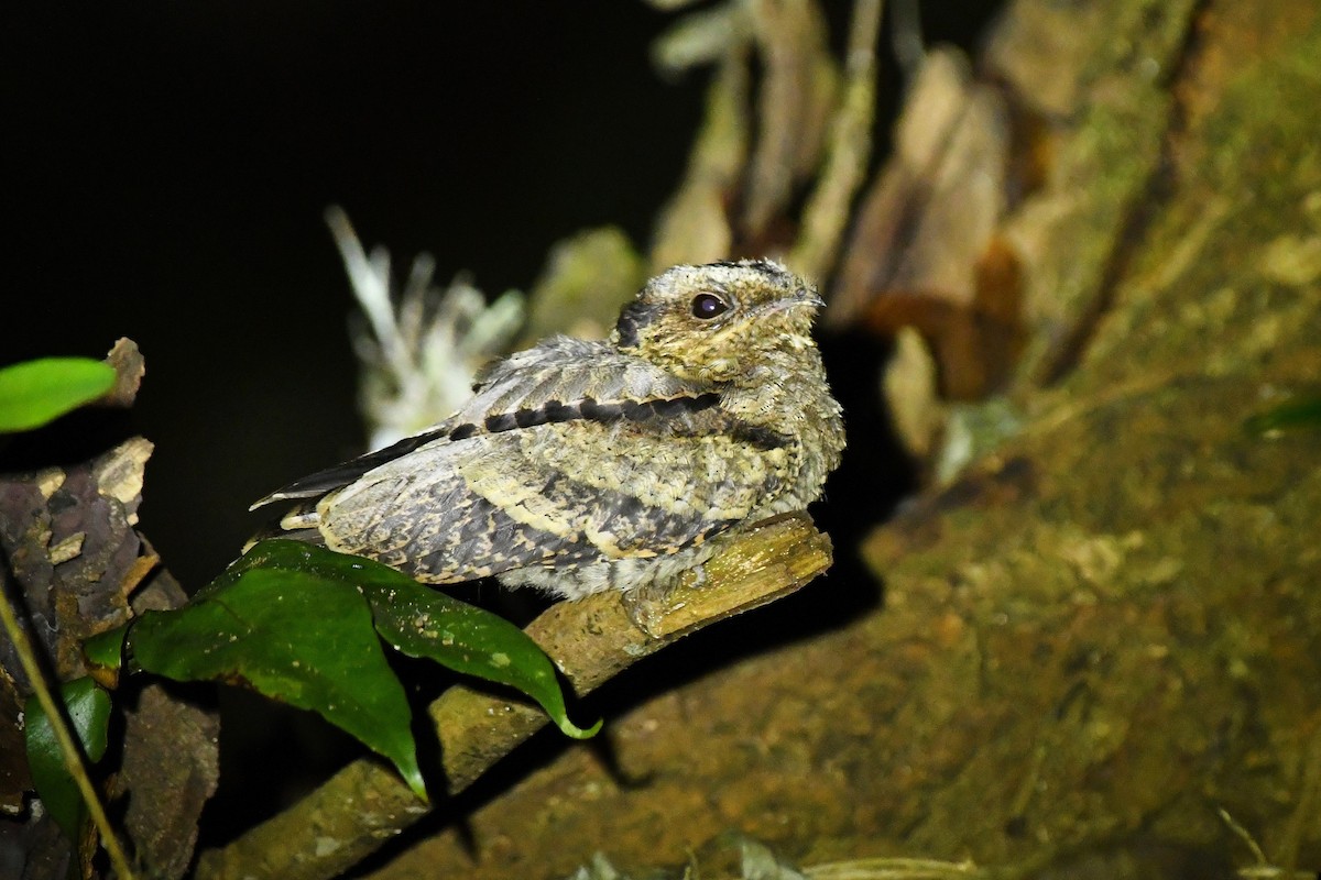 Savanna Nightjar - ML647947152