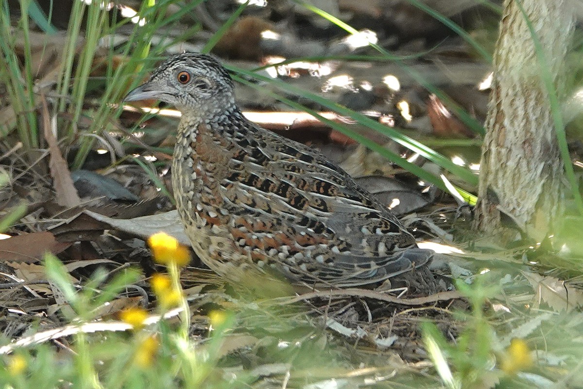 Painted Buttonquail - ML647947279