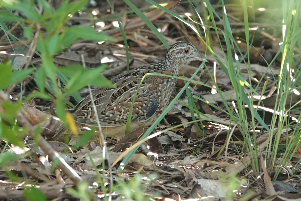 Painted Buttonquail - ML647947280
