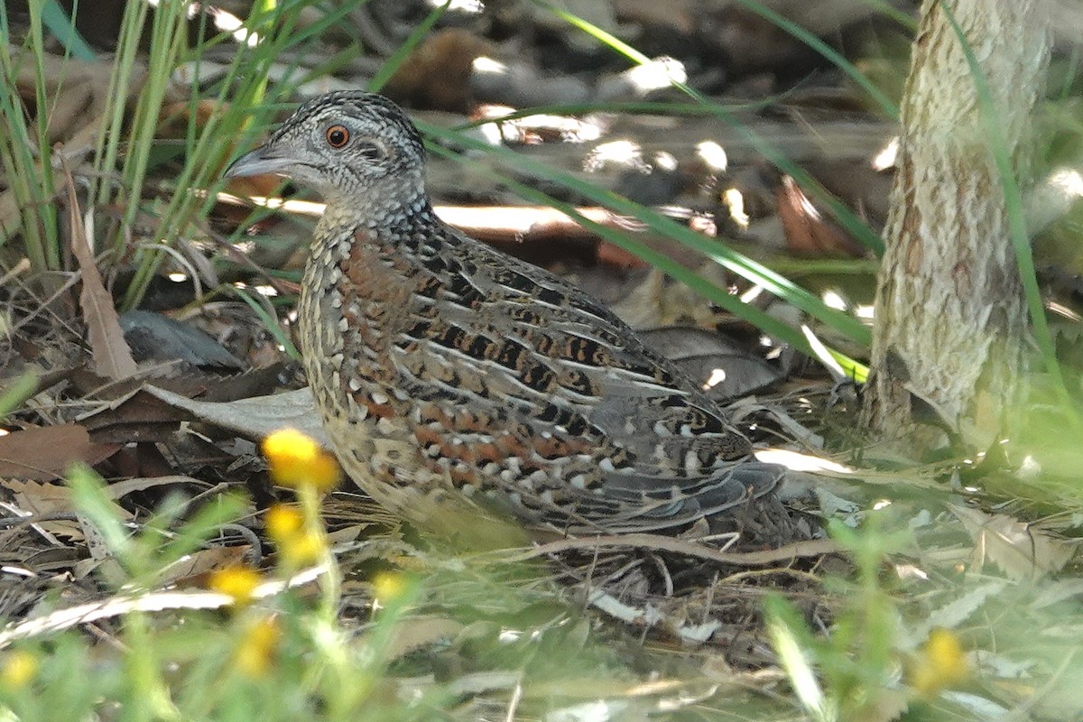 Painted Buttonquail - ML647947281