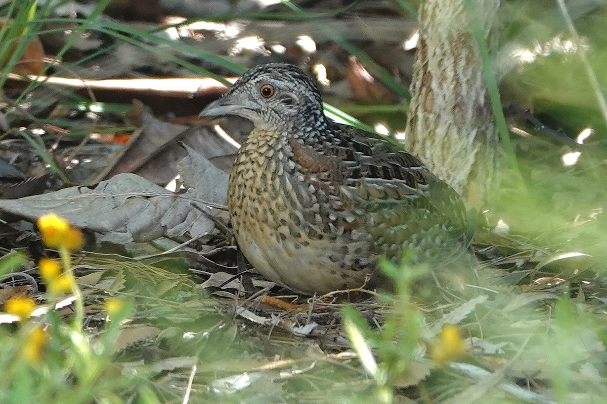 Painted Buttonquail - ML647947282