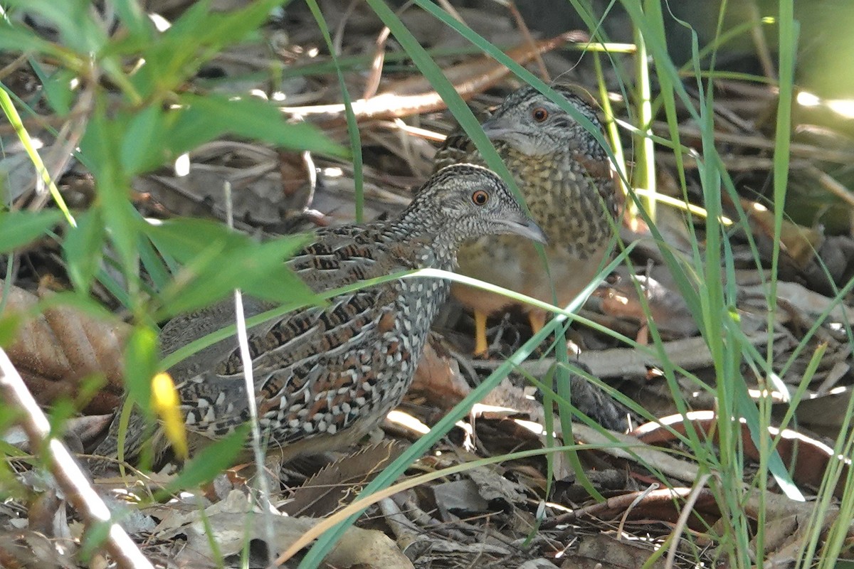Painted Buttonquail - ML647947283